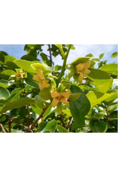 Самоплідна хурма Українка